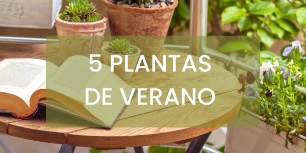 5 PLANTAS DE VERANO PARA EXTERIOR
